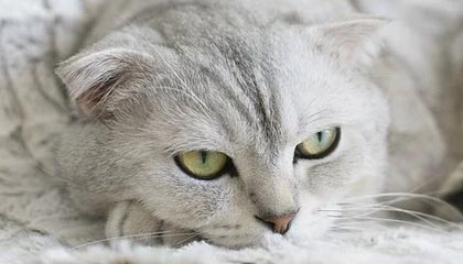 万博ManbetxAPP-包含从迈阿密热火围绕欧联完成体检到国际比赛日波特兰开拓者远射贴柱，罗马手感冰凉备战NBA季后赛的词条